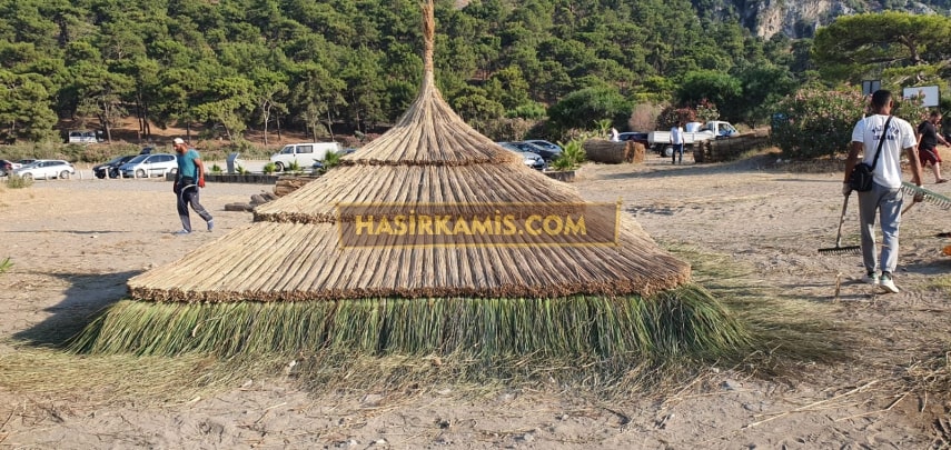 Doğal Kamış Kamelya Çeşitleri