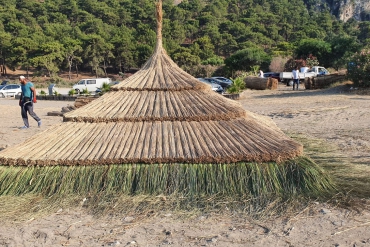 Doğal Kamış Kamelya Çeşitleri